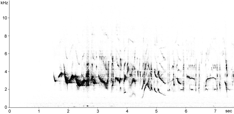 Sonogram of Redwing song