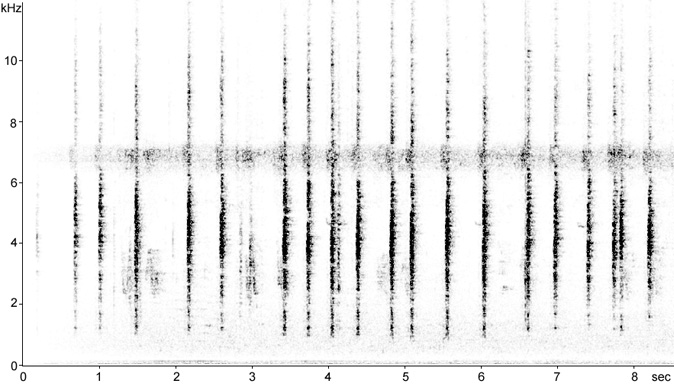 Sonogram of a Red-winged Blackbird brood calls