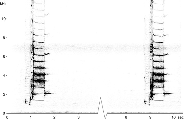 Sonogram of Red-winged Blackbird song