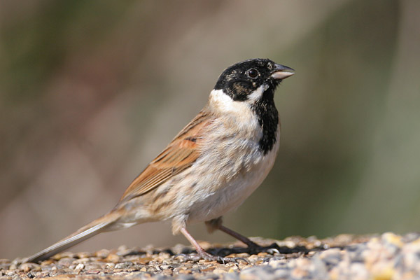 Reed Bunting 2006 Fraser Simpson