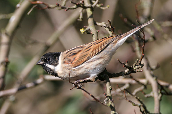 Reed Bunting 2006 Fraser Simpson