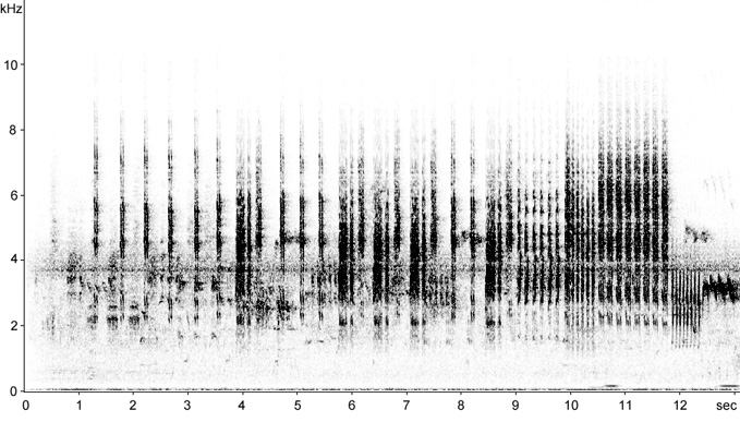 Sonogram of Reed Warbler song