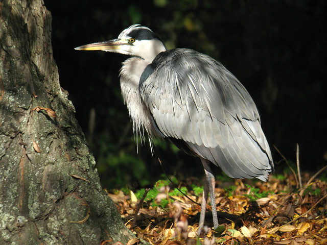 Grey Heron  Ardea cinerea Digiscoped � 2007 Fraser Simpson