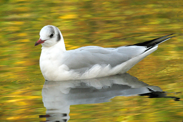 Black-headed Gull  Larus ridibundus Digiscoped � 2007 Fraser Simpson