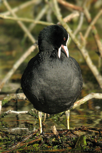 Coot  Fulica atra Digiscoped � 2007 Fraser Simpson