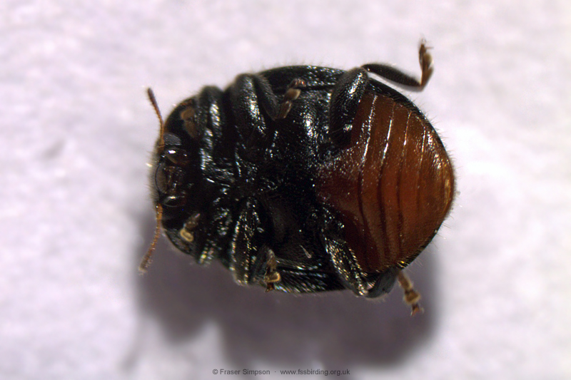 Forestier's Ladybird (Rhyzobius forestieri) � Fraser Simpson