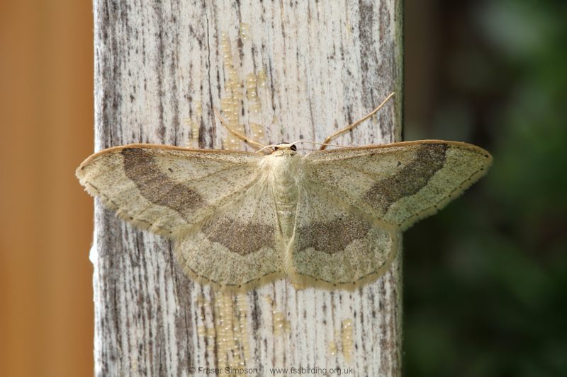 Riband Wave (Idaea aversata) � Fraser Simpson