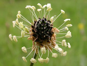 Ribwort Plantain