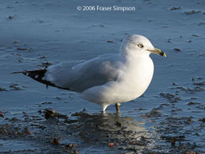 Ring-billed Gull 2006 Fraser Simpson