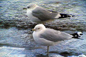 Ring-billed Gull 2006 Fraser Simpson