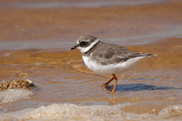 Ringed Plover �2006 Fraser Simpson