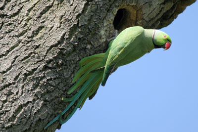 Ring-necked Parakeet at nest hole � 2005  F. S. Simpson