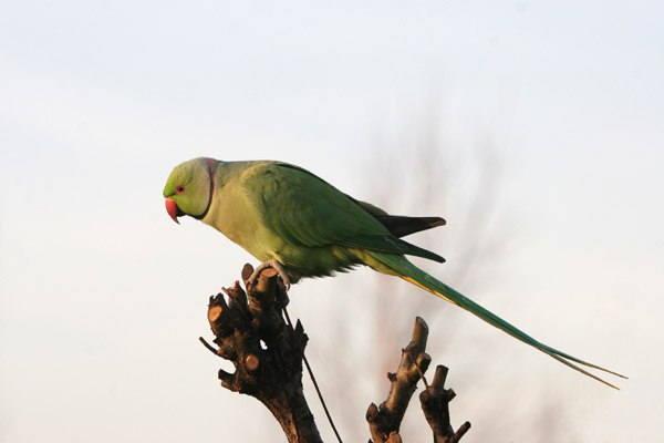 Ring-necked Parakeet 2005 Fraser Simpson
