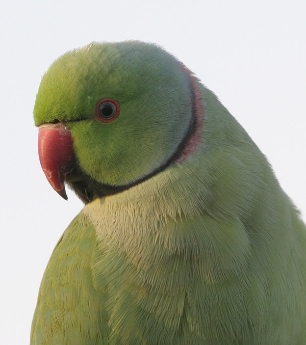 Ring-necked Parakeet 2005 Fraser Simpson