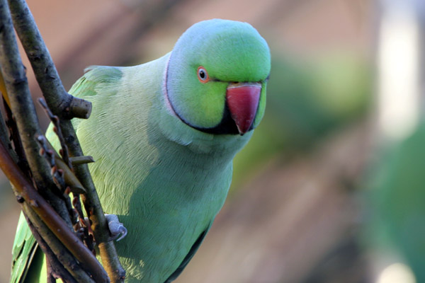 Ring-necked Parakeet 2005 Fraser Simpson