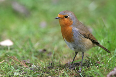 Robin, Sunny Hill Park, London  2005  Fraser Simpson