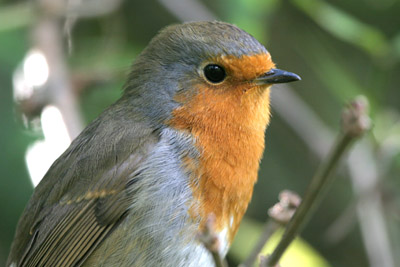 Robin, Sunny Hill Park, London  2005  Fraser Simpson