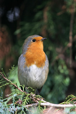 Robin, Sunny Hill Park, London  2005  Fraser Simpson
