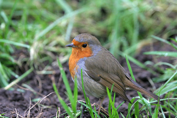 Robin 2005 Fraser Simpson