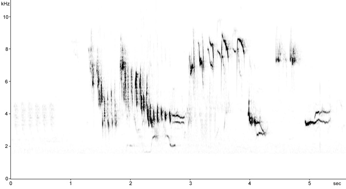 Sonogram of European Robin song
