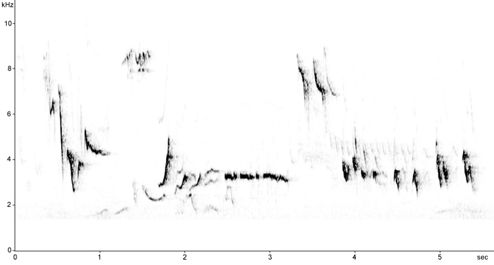 Sonogram of European Robin song