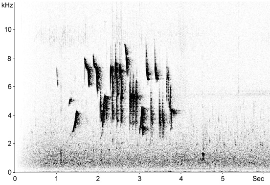 Sonogram of Rock Bunting song
