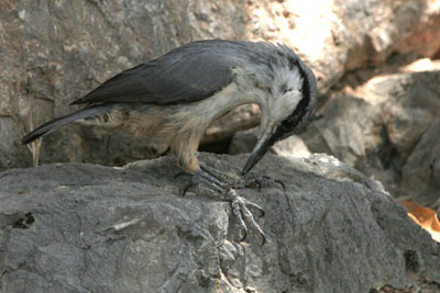 Western Rock Nuthatch, Delphi, � 2005  F. S. Simpson