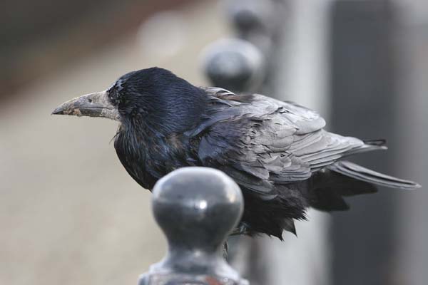 Rook  2005  F. S. Simpson