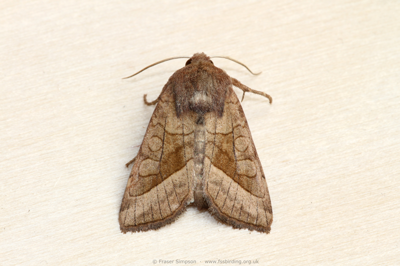 Rosy Rustic (Hydraecia micacea) � Fraser Simpson