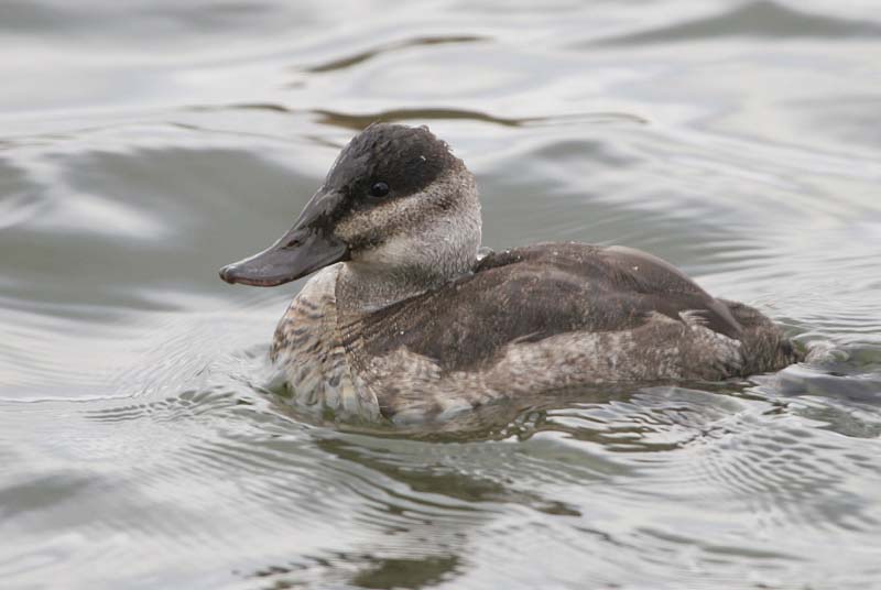 Ruddy Duck (female)  2005  F. S. Simpson