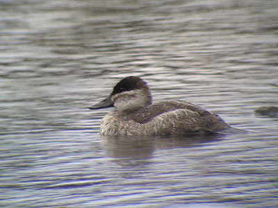 Ruddy Duck, Phonescoping 2005 Fraser Simpson