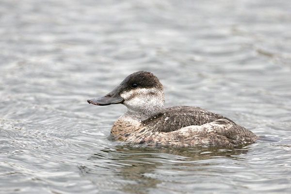 Ruddy Duck 2006 Fraser Simpson