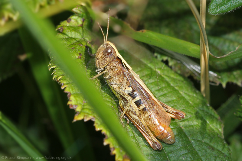 Rufous Grasshopper/White-clubbed Grasshopper (Gomphocerippus rufus) � Fraser Simpson