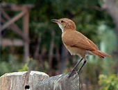 Rufous Hornero