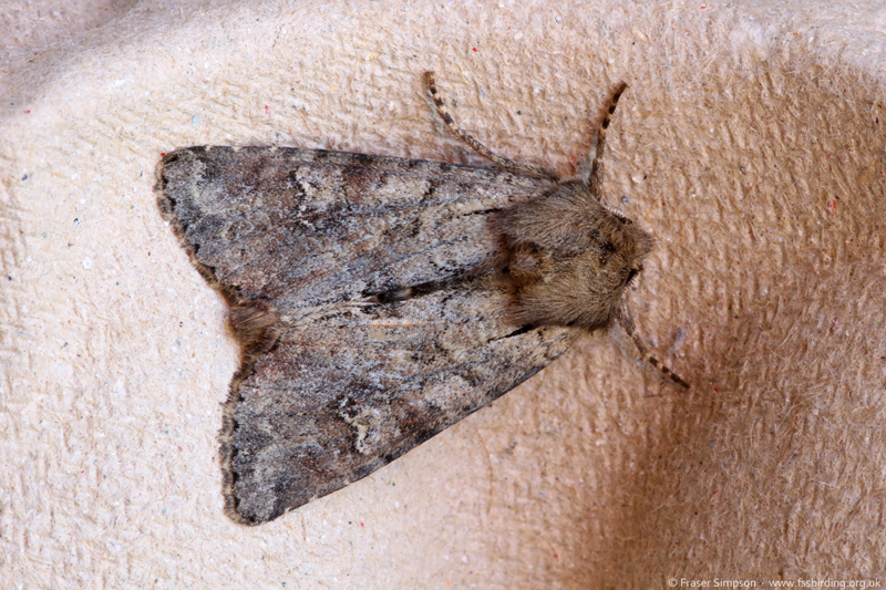 Rustic Shoulder-knot (Apamea sordens) � Fraser Simpson