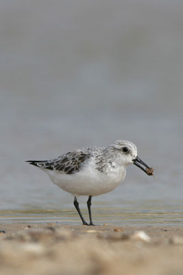 Sanderling �2006 Fraser Simpson