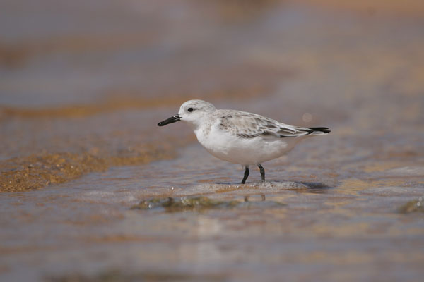 Sanderling �2006 Fraser Simpson