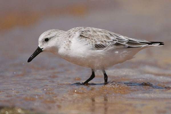 Sanderling �2006 Fraser Simpson
