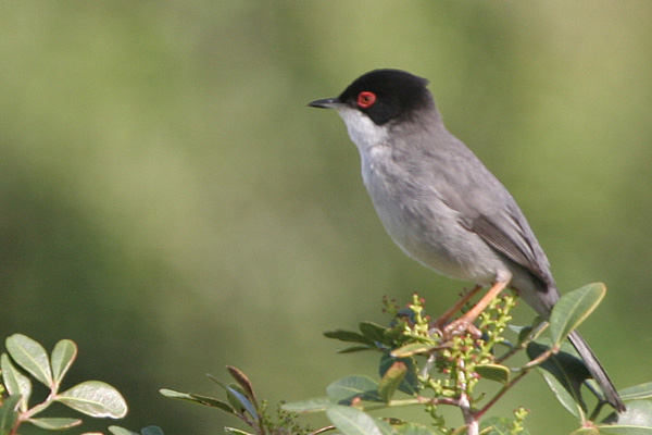 Sardinian Warbler, Zahara de los Atunes  2005  F. S. Simpson