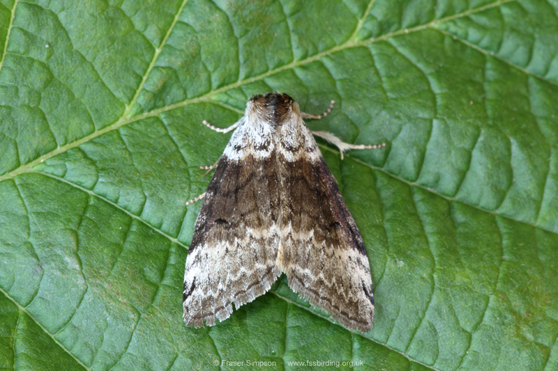 Satin Lutestring (Tetheella fluctuosa) � Fraser Simpson