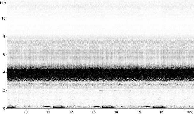 Sonogram of Savi's Warbler song