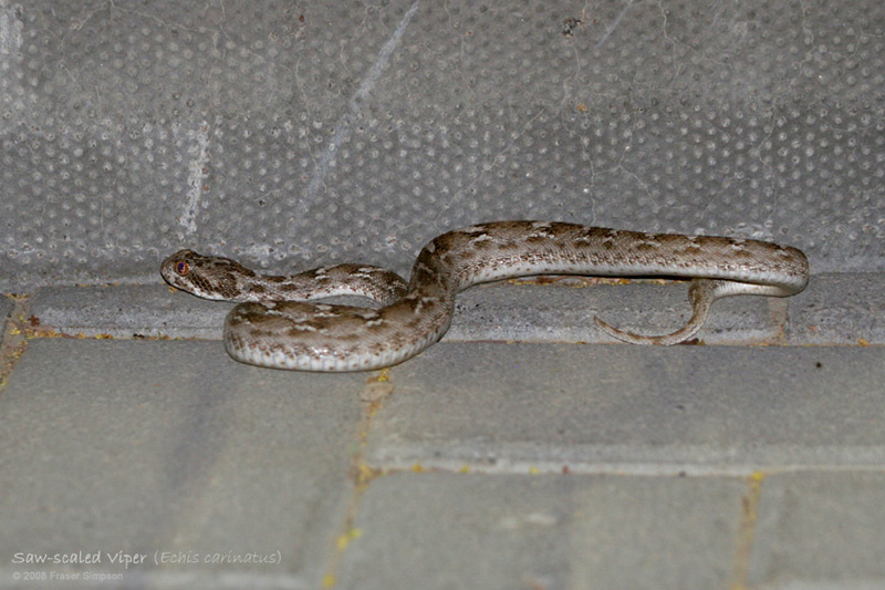 Sochurek's Saw-scaled Viper (Echis carinatus sochureki), Murhrif National Park, Dubai, United Arab Emirates, November 2008 � Fraser Simpson