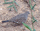Scaled Dove