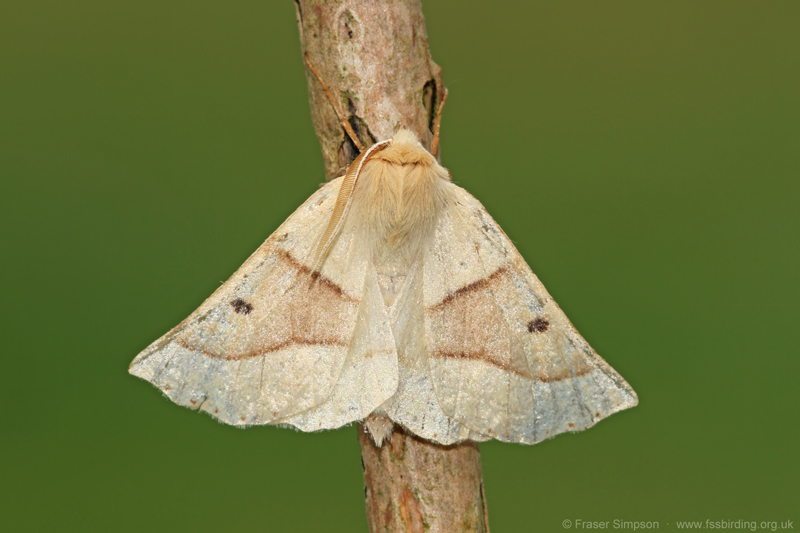 Scalloped Oak (Crocallis elinguaria) � Fraser Simpson