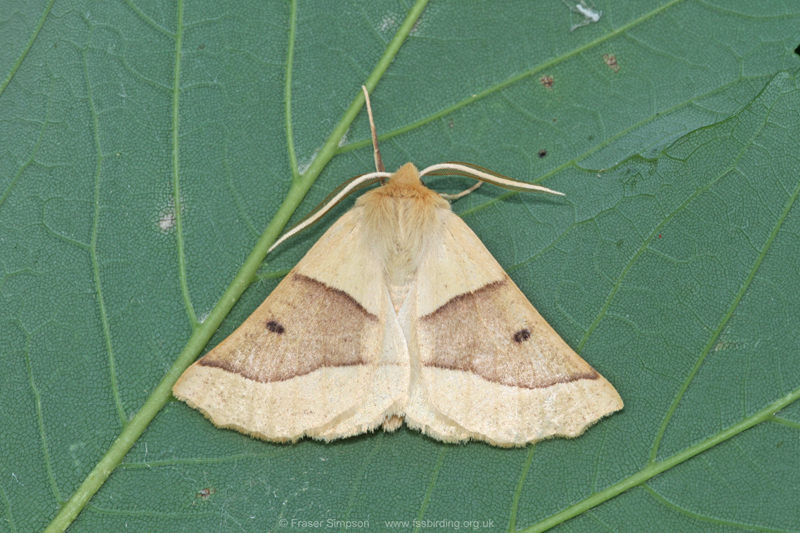 Scalloped Oak (Crocallis elinguaria) � Fraser Simpson