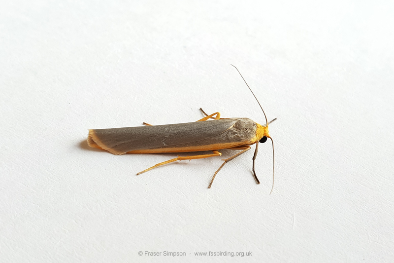 Scarce Footman (Eilema complana) � Fraser Simpson