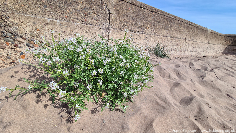 Sea Rocket (Cakile maritima) � Fraser Simpson