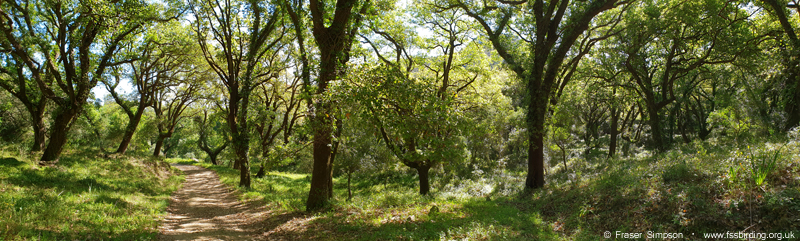 Sendero Canuto de Risco Blanco � Fraser Simpson