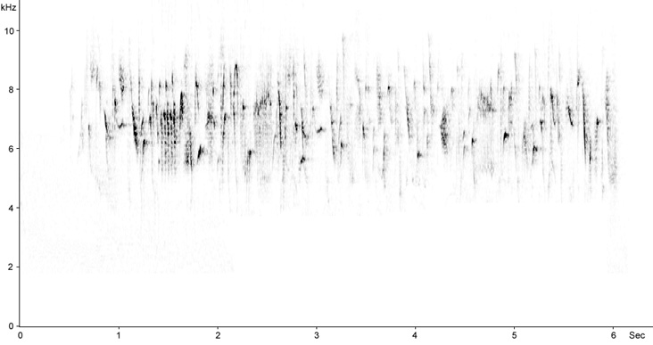 Sonogram of Serin song