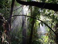 Atlantic Rainforest, Bahia